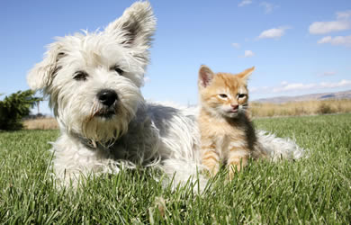 Welcome to Pet Migration Insurance